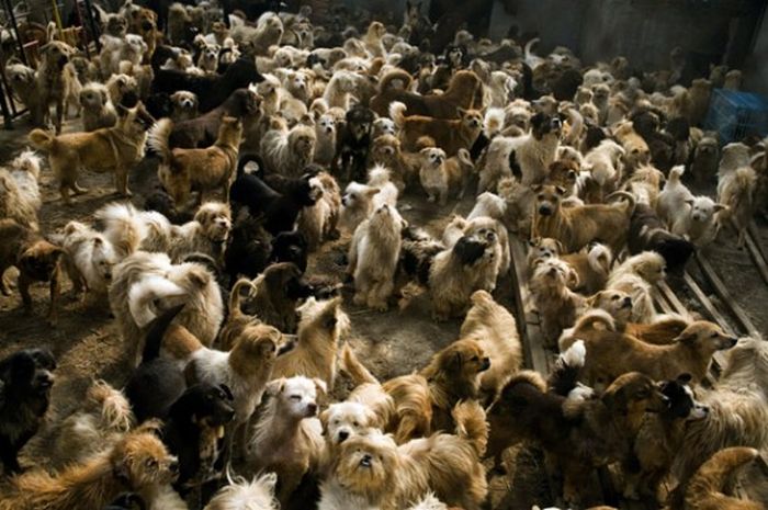 1,500 Dogs and 200 Cats (15 pics)