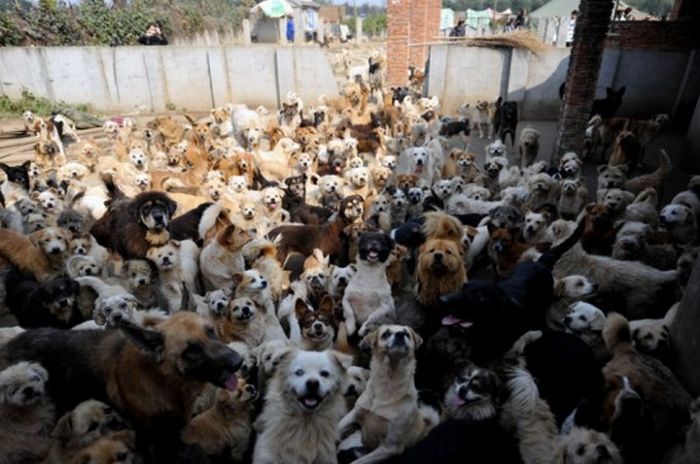 1,500 Dogs and 200 Cats (15 pics)