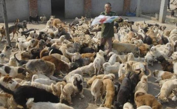 1,500 Dogs and 200 Cats (15 pics)