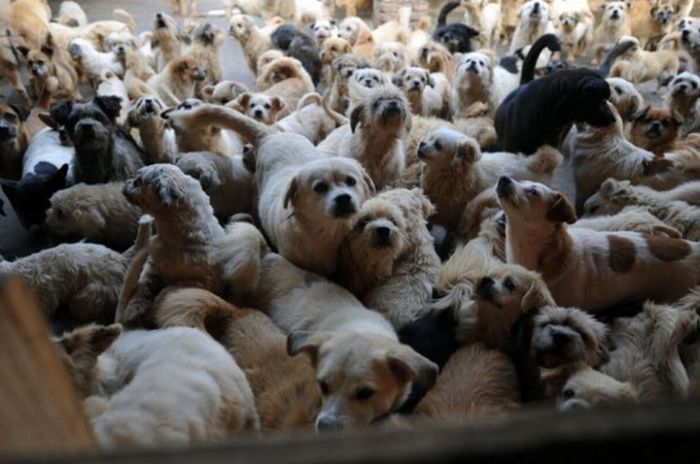 1,500 Dogs and 200 Cats (15 pics)