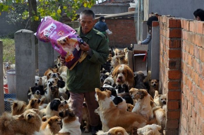 1,500 Dogs and 200 Cats (15 pics)