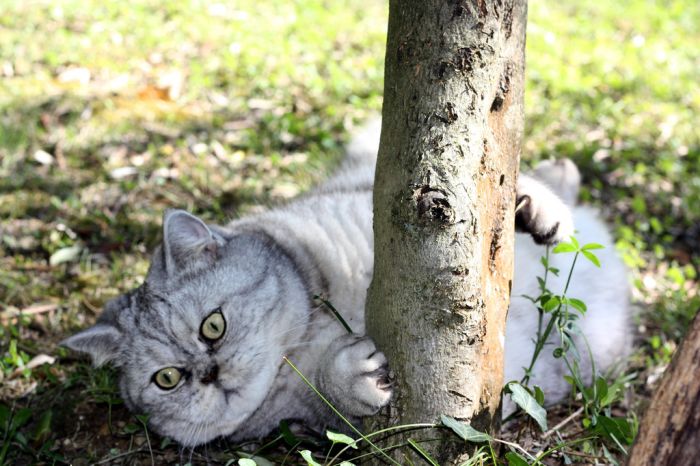 Fat Cat Giuly is a New Internet Sensation (19 pics)