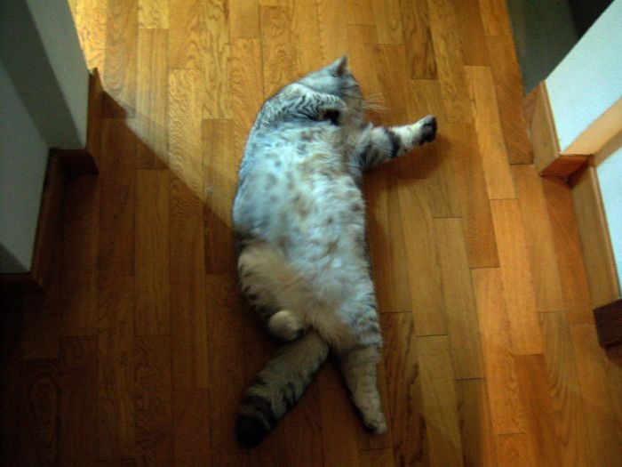 Fat Cat Giuly is a New Internet Sensation (19 pics)