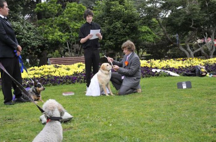 Man Married His Dog (17 pics)