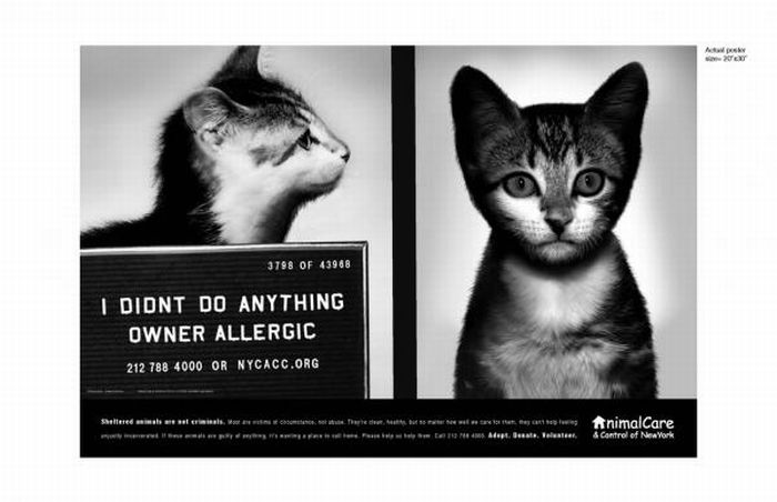 Animal Protection Ads (100 pics)