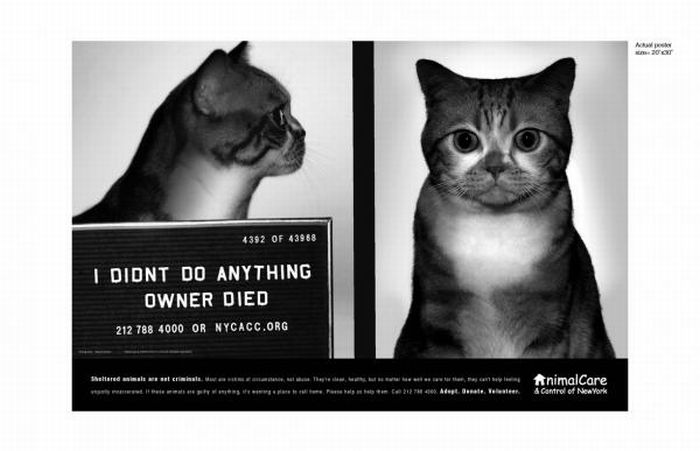 Animal Protection Ads (100 pics)