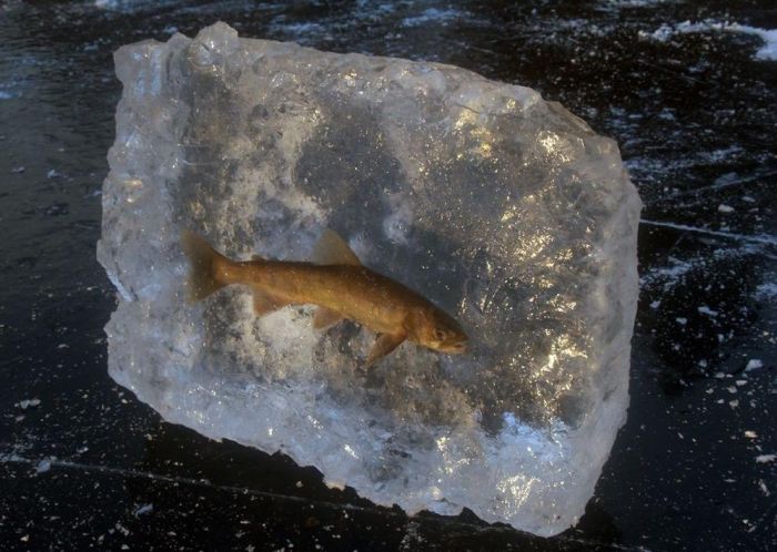 Ice Fishing (2 pics)