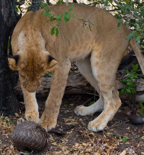 Lion Tries to Eat a Pangolin but Fails (4 pics)