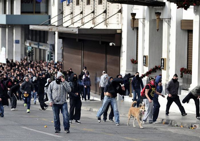 Riot Dog is Back (7 pics)