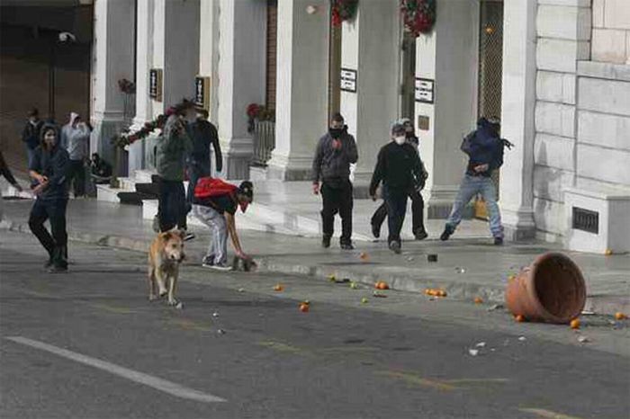 Riot Dog is Back (7 pics)