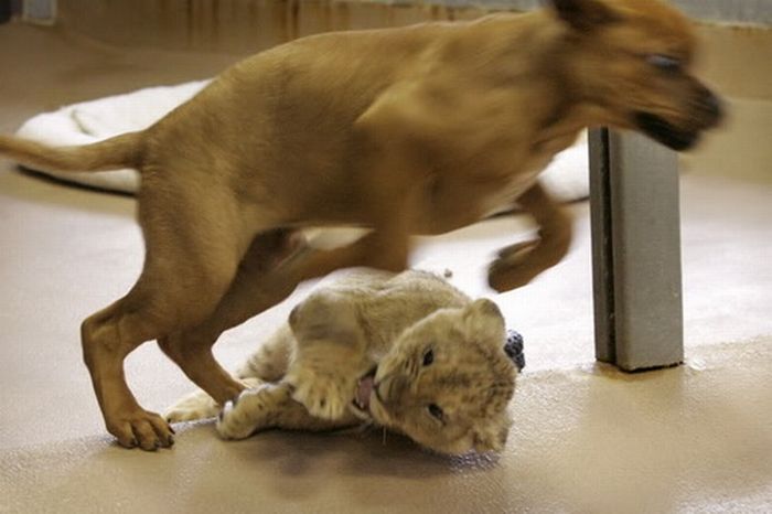 Baby Lion Wrestling with Puppy (11 pics)