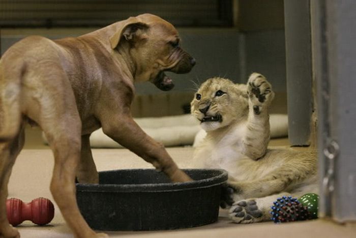 Baby Lion Wrestling with Puppy (11 pics)