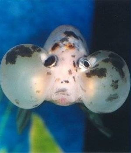 Bubble Eye Goldfish (20 pics)