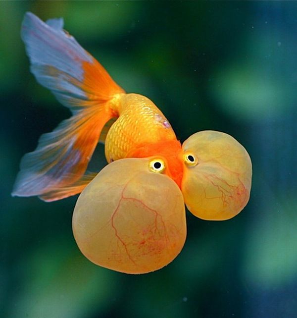 Bubble Eye Goldfish (20 pics)