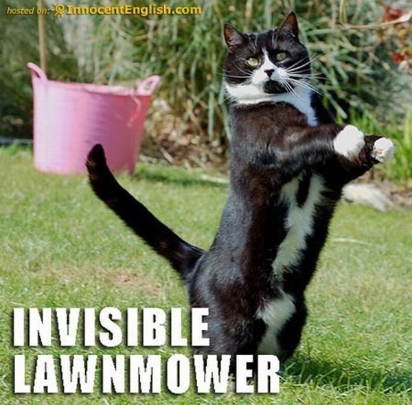 The Best “Invisible” Cat Pictures (17 pics)