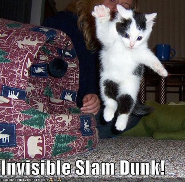 The Best “Invisible” Cat Pictures (17 pics)