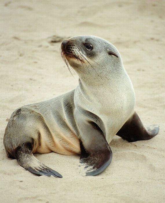 Cute Baby Seals (101 pics)