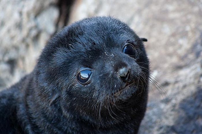 Cute Baby Black Seals Cute Baby Black Seals