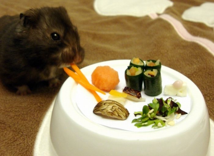 Sushi for My Little Friend (3 pics)