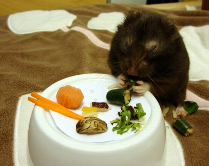 Sushi for My Little Friend (3 pics)