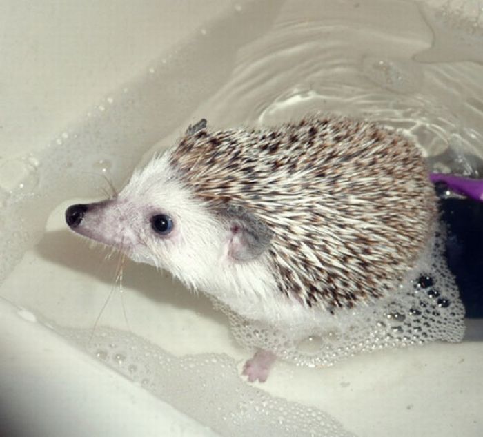 Hedgehogs Taking Bath (30 pics)