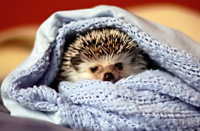 Hedgehogs Taking Bath (30 pics)