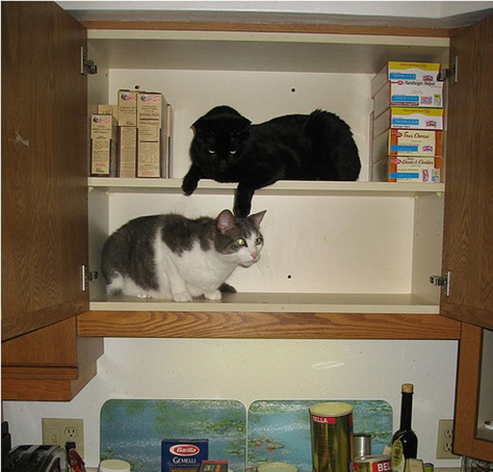 How to Organize Your Cats (15 pics)