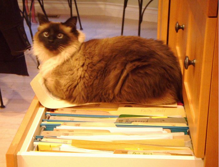 How to Organize Your Cats (15 pics)