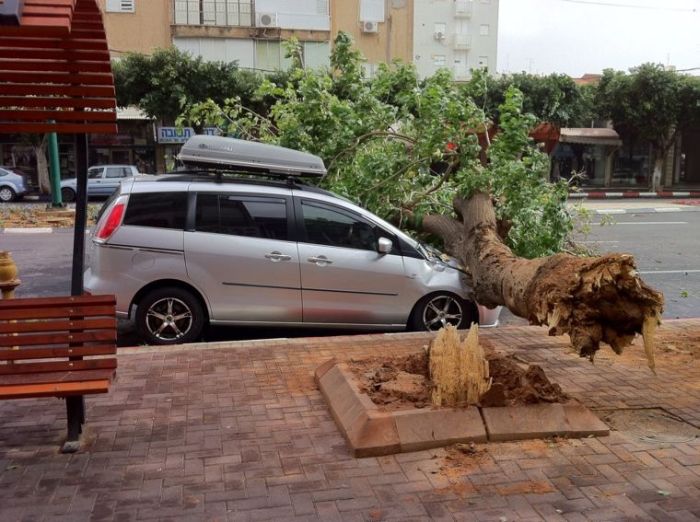 Tree Destroys Car (9 pics)