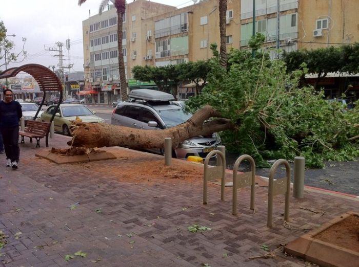 Tree Destroys Car (9 pics)