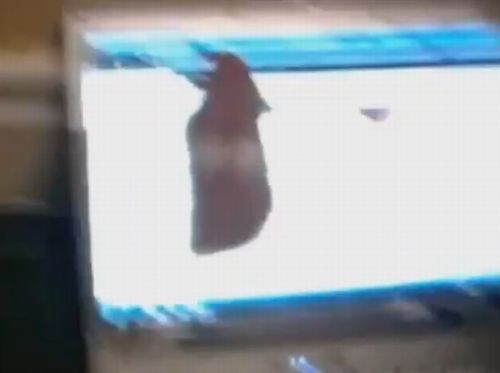 Real Life Hamster Dance