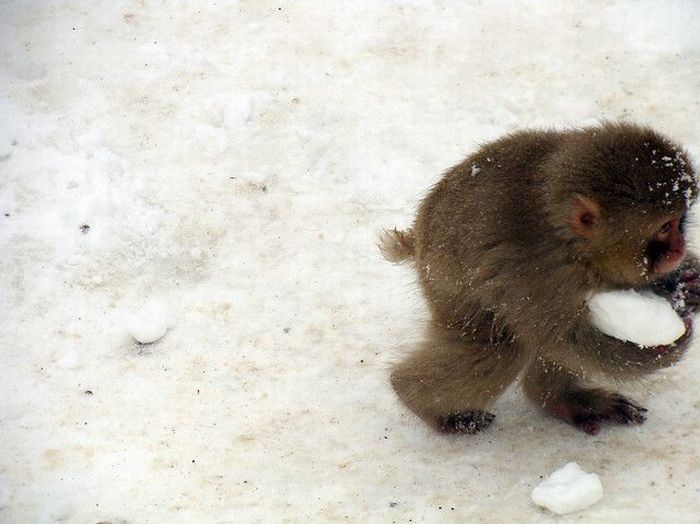 Acid Picdump (111 pics)