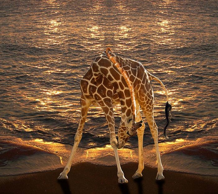 Beautiful Manipulated Photos by Peter Holme III (34 pics)