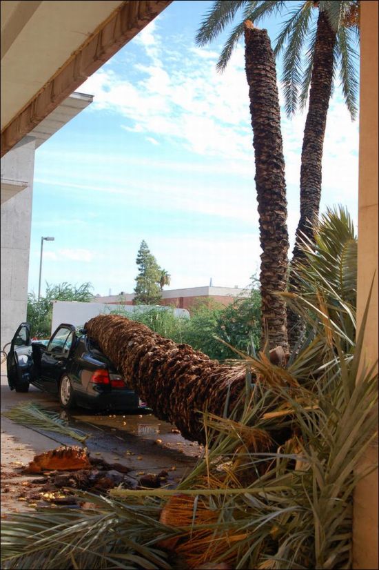 Palm Destroys Car (4 pics)