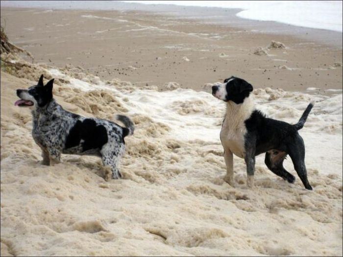 Strange Foam on the Coast of Australia (15 pics)