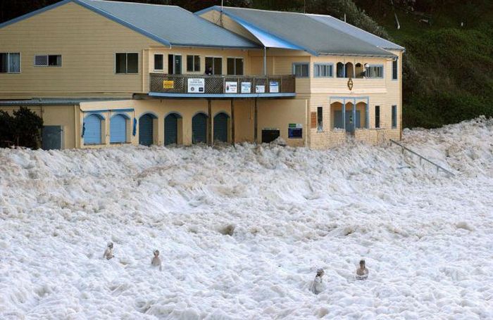 Strange Foam on the Coast of Australia (15 pics)