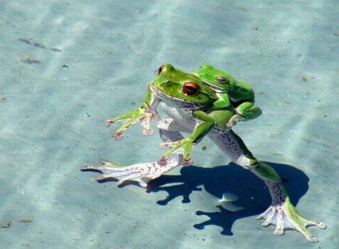 Acid Picdump (106 pics)