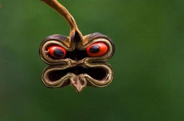 Acid Picdump (106 pics)