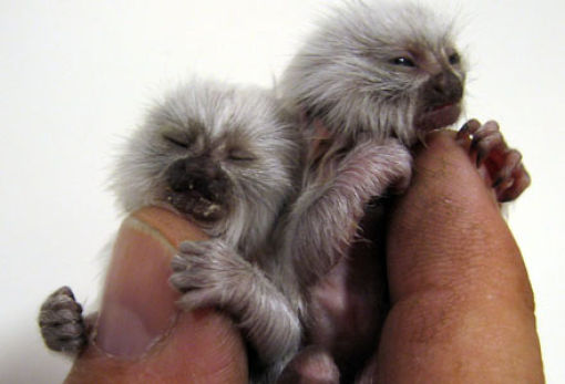 Finger Monkeys (16 pics)