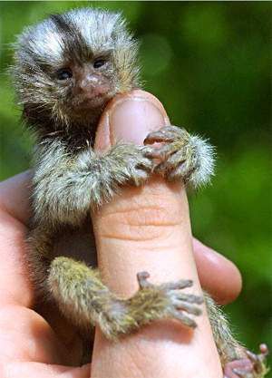 Finger Monkeys (16 pics)