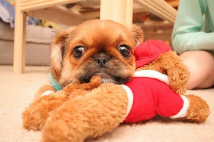 Puppy Wants to Play (11 pics)