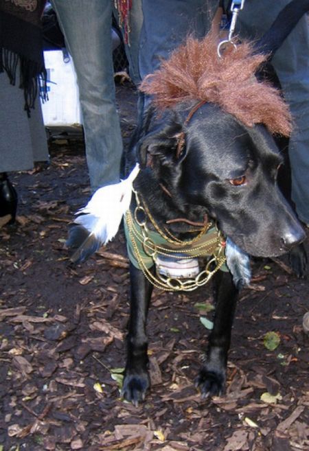 People and One Dog Wearing Mr T's Costumes (25 pics)