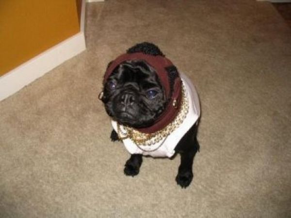 People and One Dog Wearing Mr T's Costumes (25 pics)