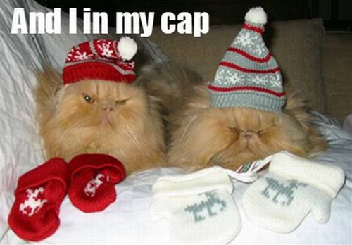 The Night Before Christmas, As Told By Cats (25 pics)