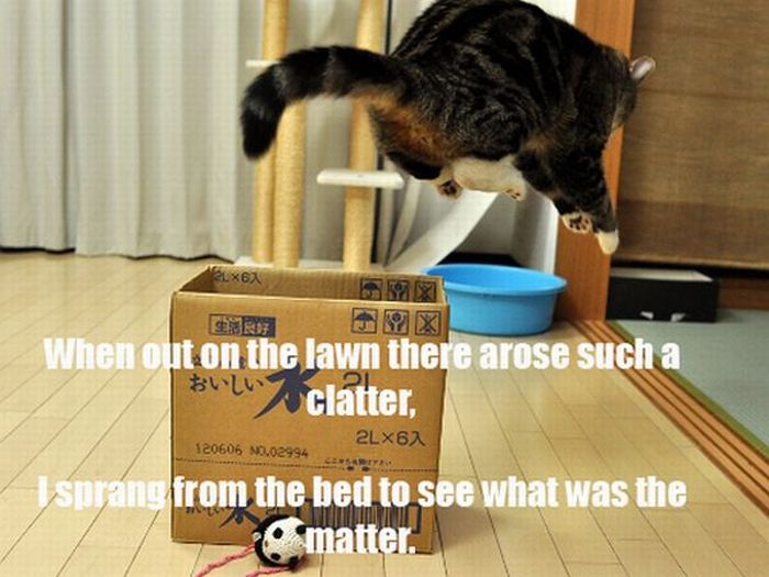 The Night Before Christmas, As Told By Cats (25 pics)