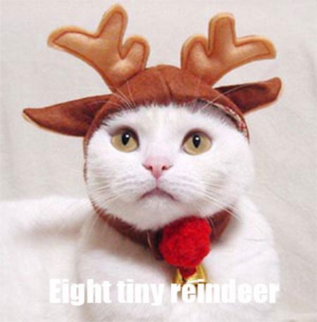 The Night Before Christmas, As Told By Cats (25 pics)
