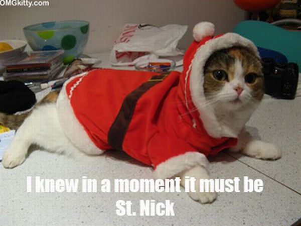 The Night Before Christmas, As Told By Cats (25 pics)