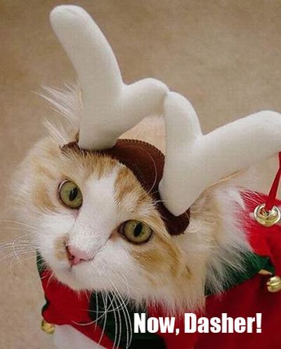 The Night Before Christmas, As Told By Cats (25 pics)