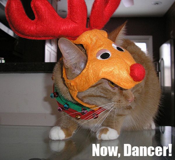 The Night Before Christmas, As Told By Cats (25 pics)