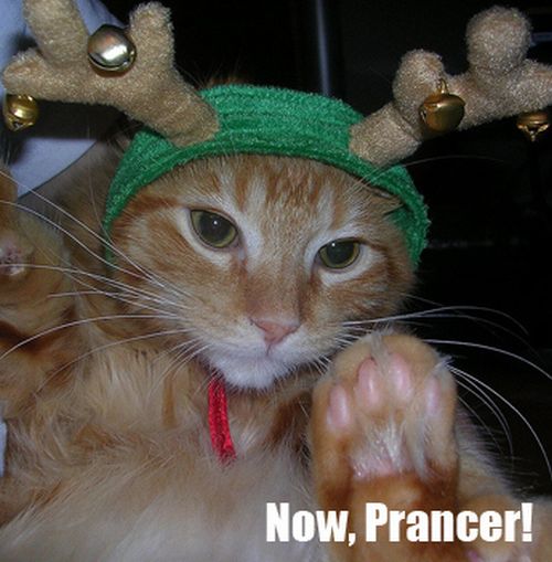 The Night Before Christmas, As Told By Cats (25 pics)